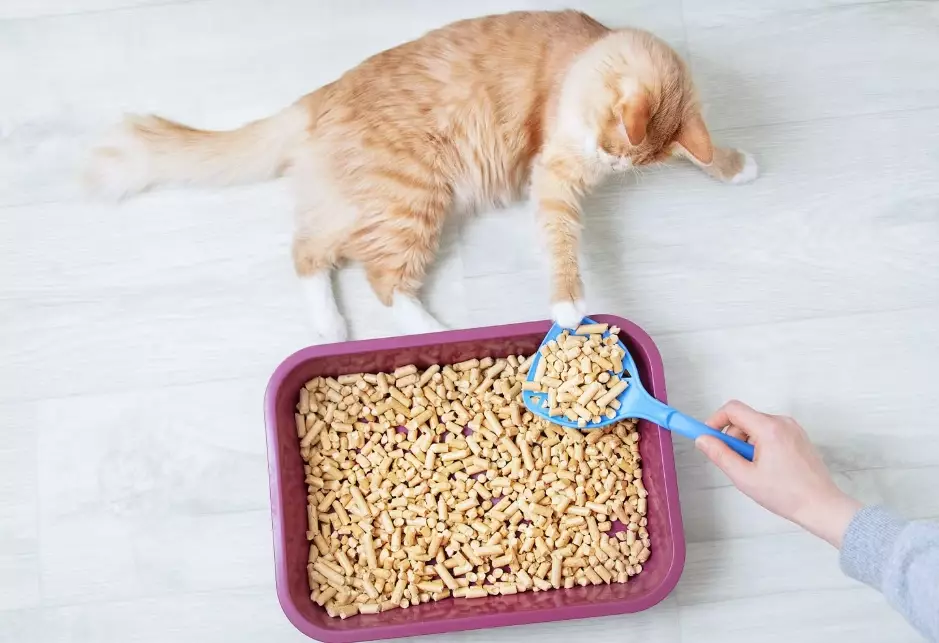 odor control cat litter