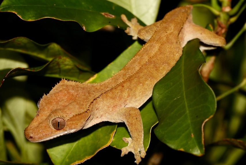 best beginner reptiles