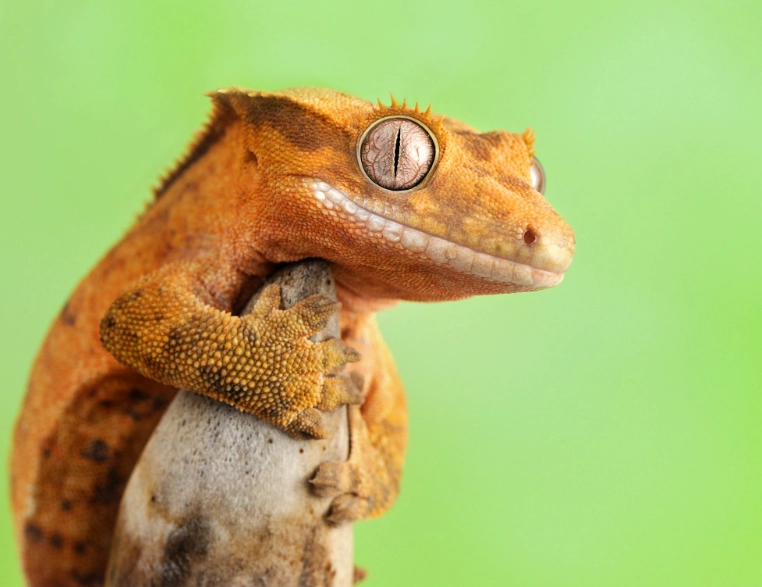 best beginner reptiles