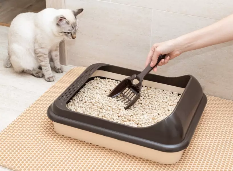 non toxic cat litter