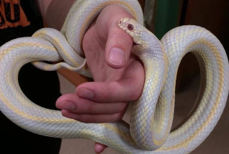 best beginner reptiles