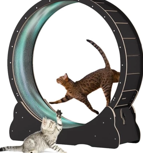 cat exercise ideas cat exercise ideas