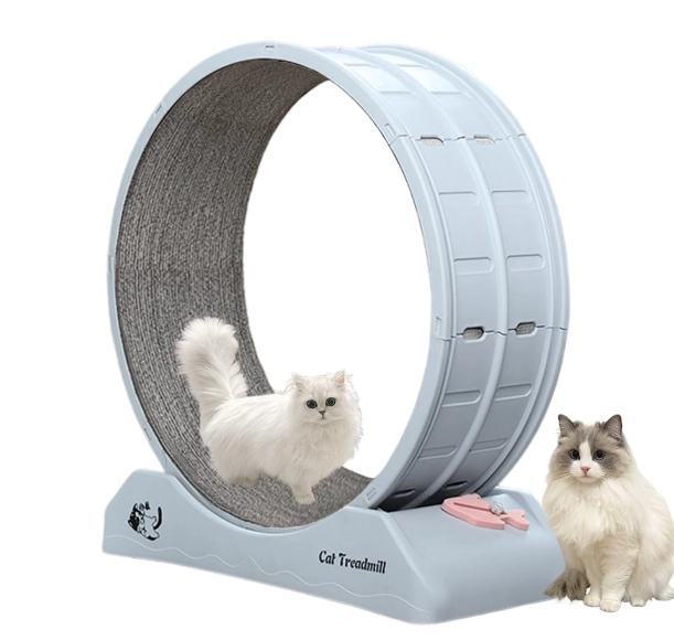 indoor cat weight loss indoor cat weight loss