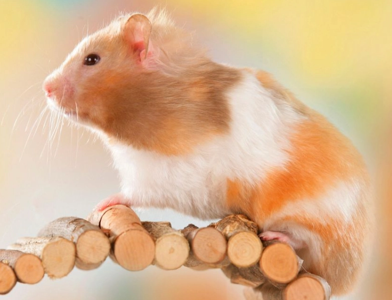 dwarf hamster vs syrian