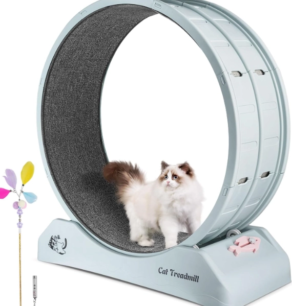 indoor cat weight loss indoor cat weight loss