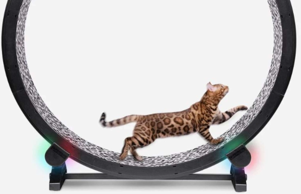 how to exercise indoor cat how to exercise indoor cat