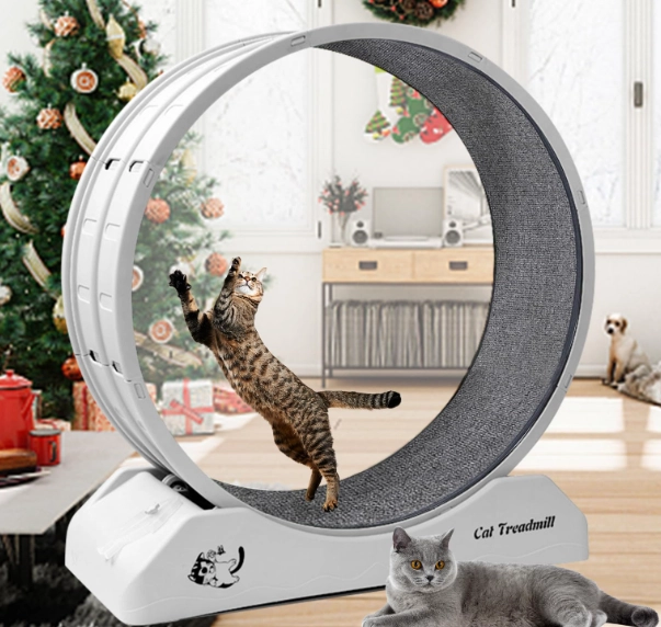 how to exercise indoor cat how to exercise indoor cat