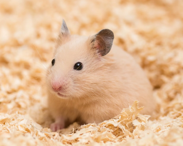 hamster breeds