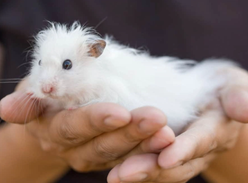 long haired hamster care long haired hamster care