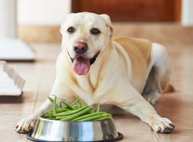 dog weight loss diet