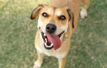 Best diet for dogs for weight loss