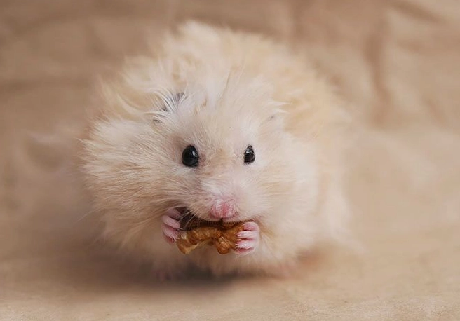 long haired hamster care long haired hamster care