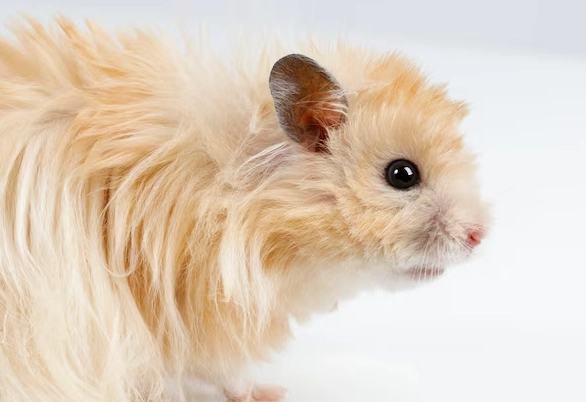 Syrian hamster fluffy Syrian hamster fluffy