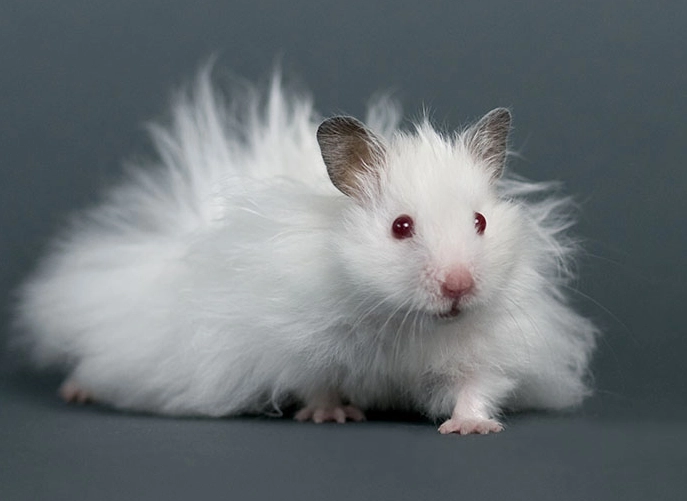 Syrian hamster fluffy Syrian hamster fluffy