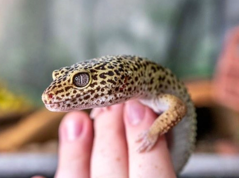 Best beginner reptile breeds