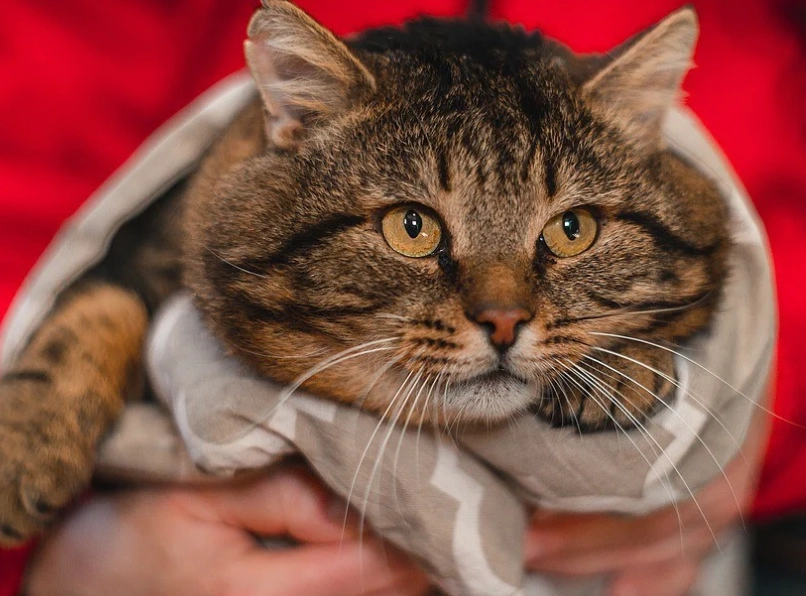 how to exercise an overweight cat how to exercise an overweight cat