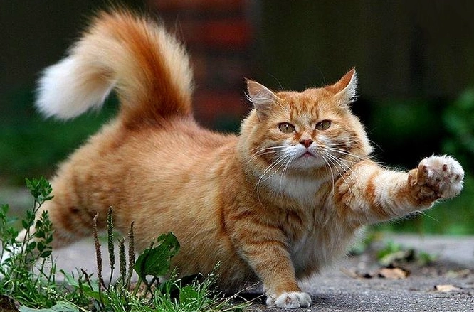 indoor cat exercise indoor cat exercise