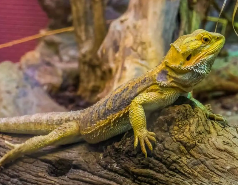 best beginner reptile best beginner reptile