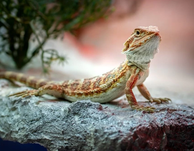 easy pet lizard easy pet lizard
