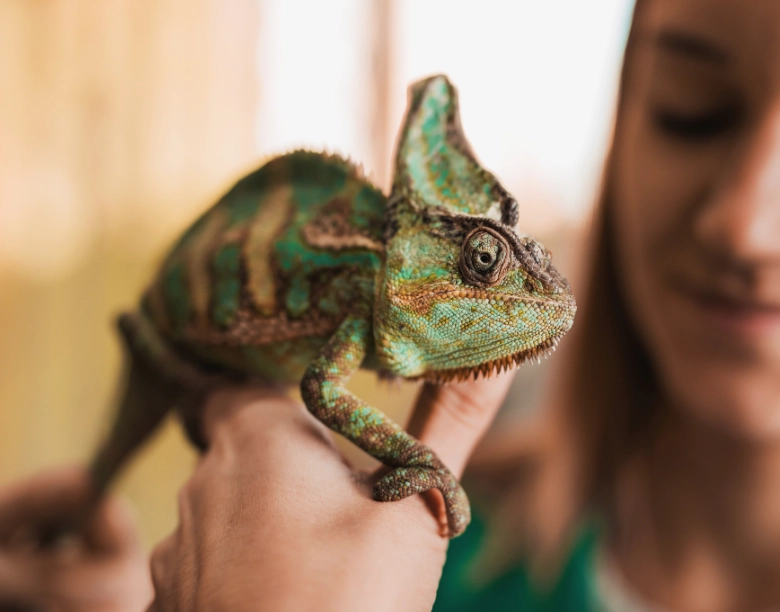 easy to handle reptiles easy to handle reptiles
