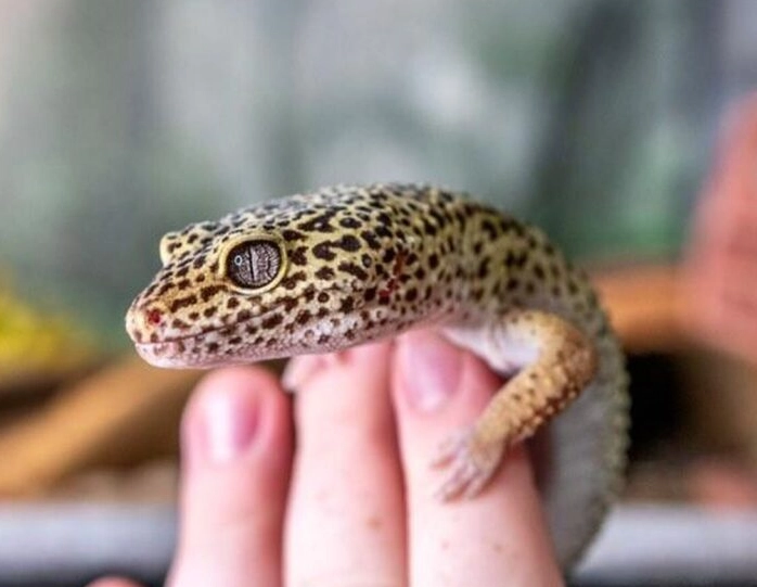 friendly reptile pets friendly reptile pets