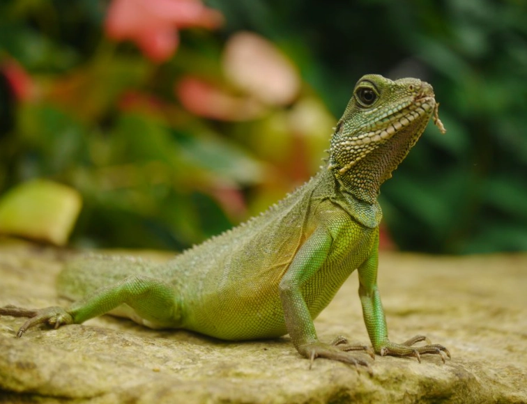 friendly reptile pets friendly reptile pets