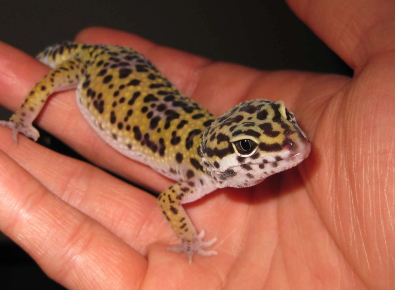easy to handle reptiles easy to handle reptiles