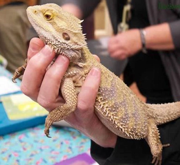 Best reptile pets for handling