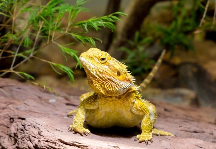 best reptiles for handling best reptiles for handling