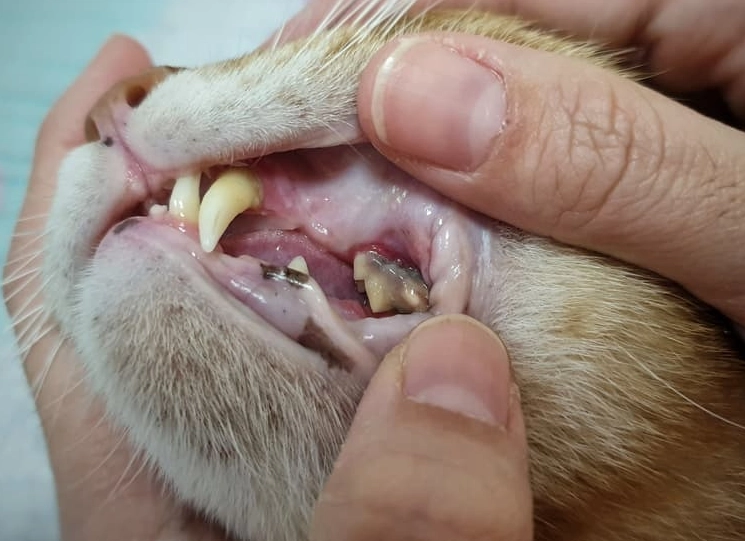 how to spot cat tooth issues how to spot cat tooth issues