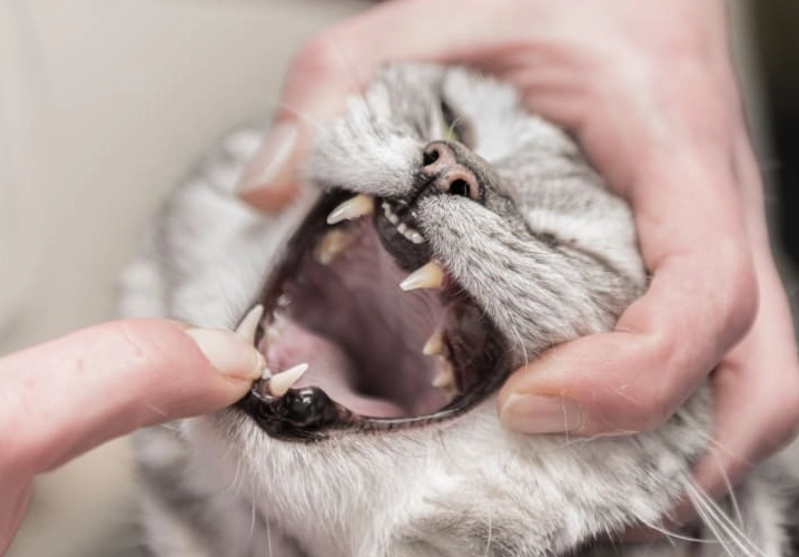 feline dental health check feline dental health check