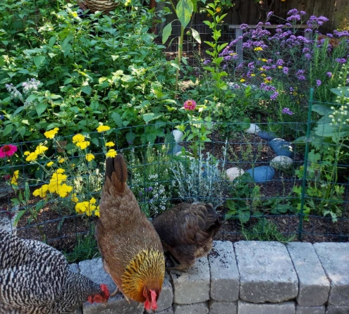 How to create a wildlife habitat?