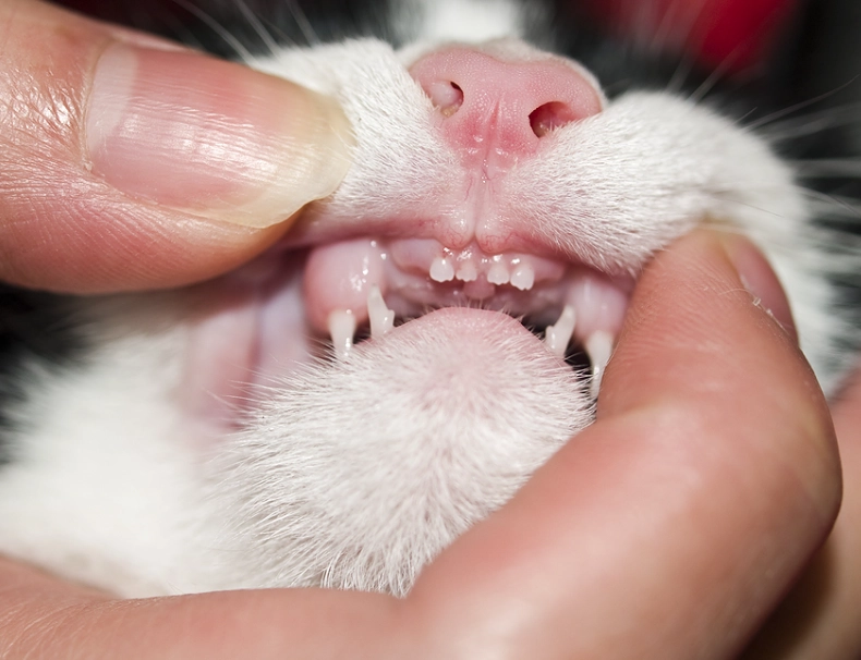 cat dental problems signs cat dental problems signs