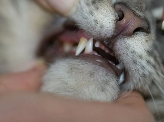 feline dental health check feline dental health check