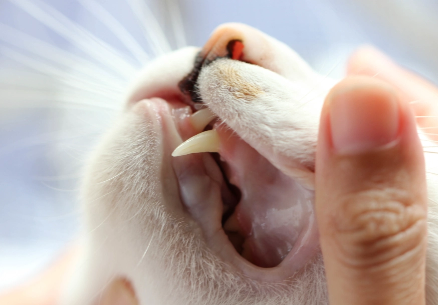 how to spot cat tooth issues how to spot cat tooth issues