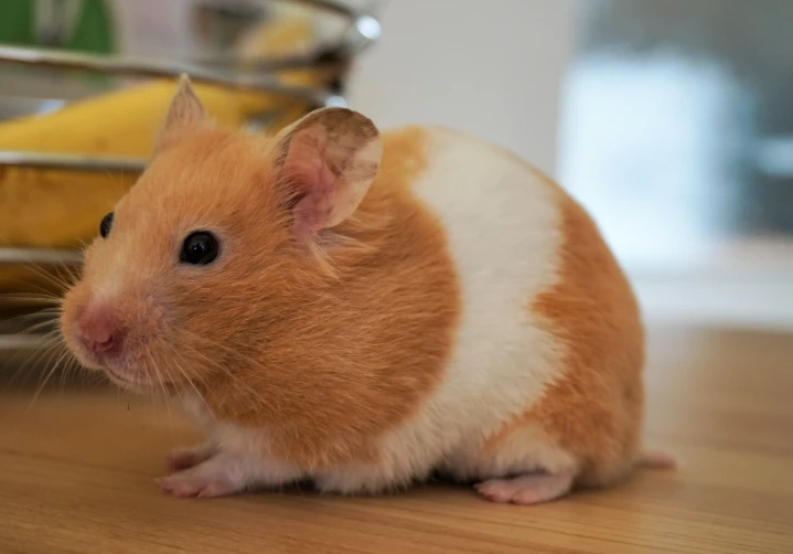 golden hamster types golden hamster types