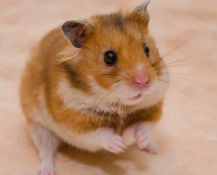 Syrian hamster colors Syrian hamster colors