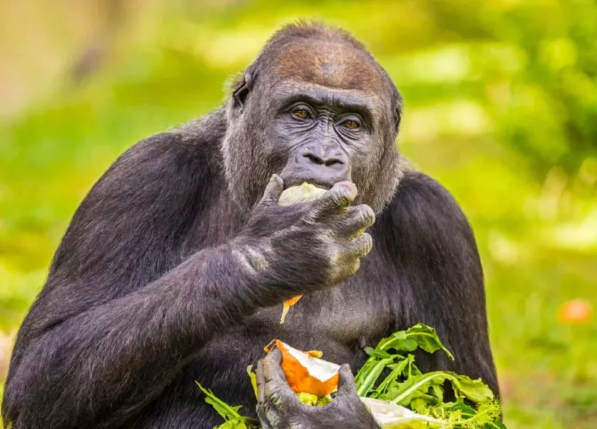 animal habitat needs animal habitat needs
