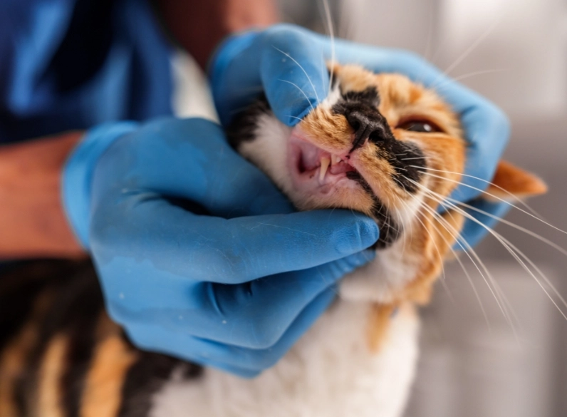 cat tooth decay prevention cat tooth decay prevention