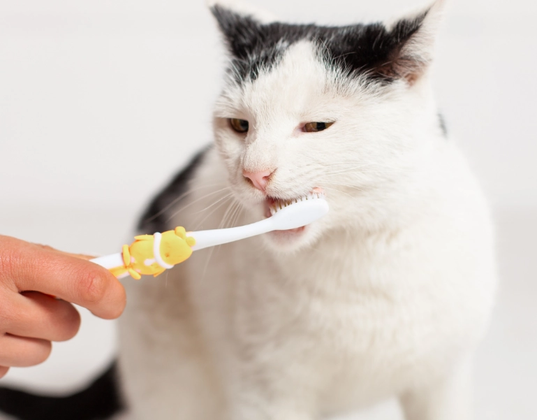 How can I help my cat's dental health?