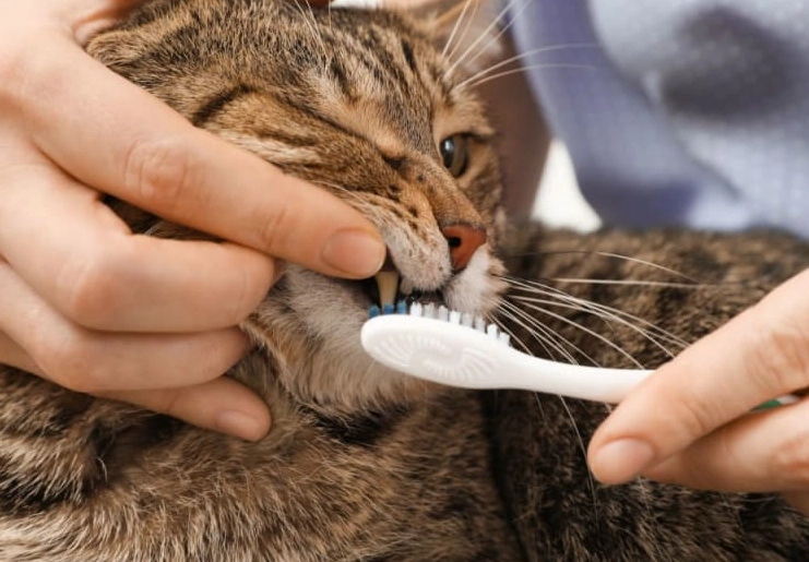 cat tooth decay prevention cat tooth decay prevention