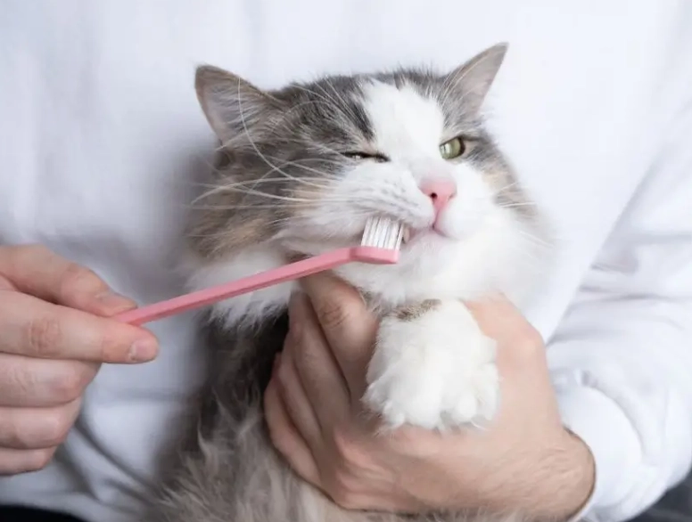 cat dental health cat dental health