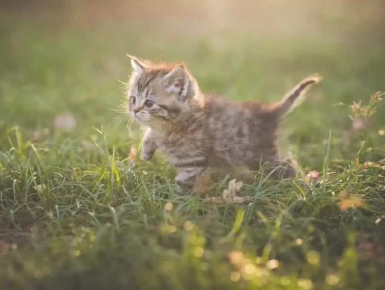 kitten care timeline kitten care timeline