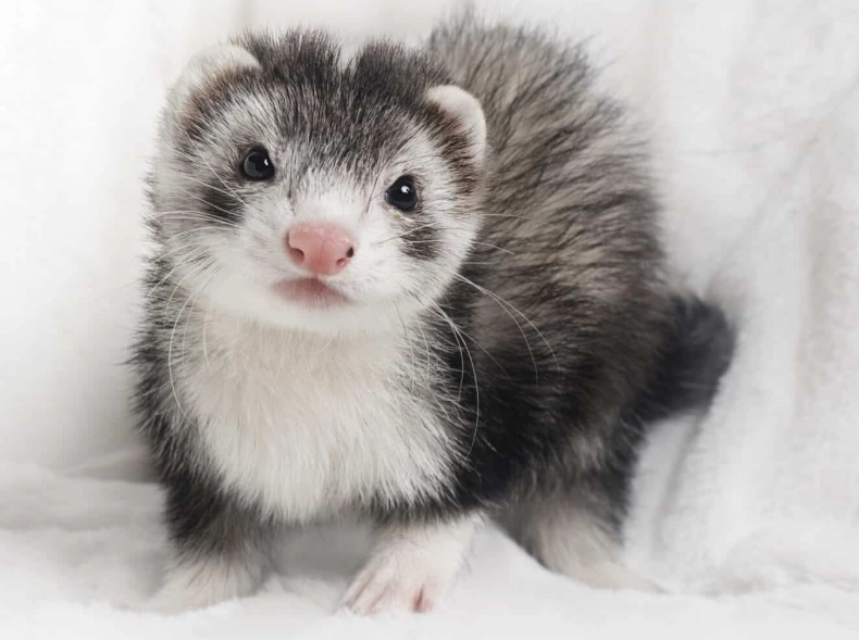 low maintenance small pets low maintenance small pets