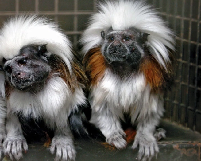 low maintenance small pets low maintenance small pets