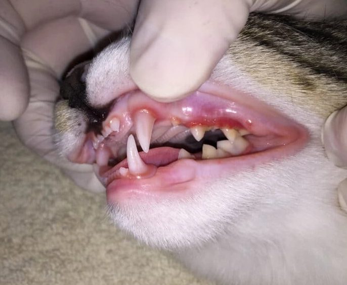 cat bad breath causes cat bad breath causes