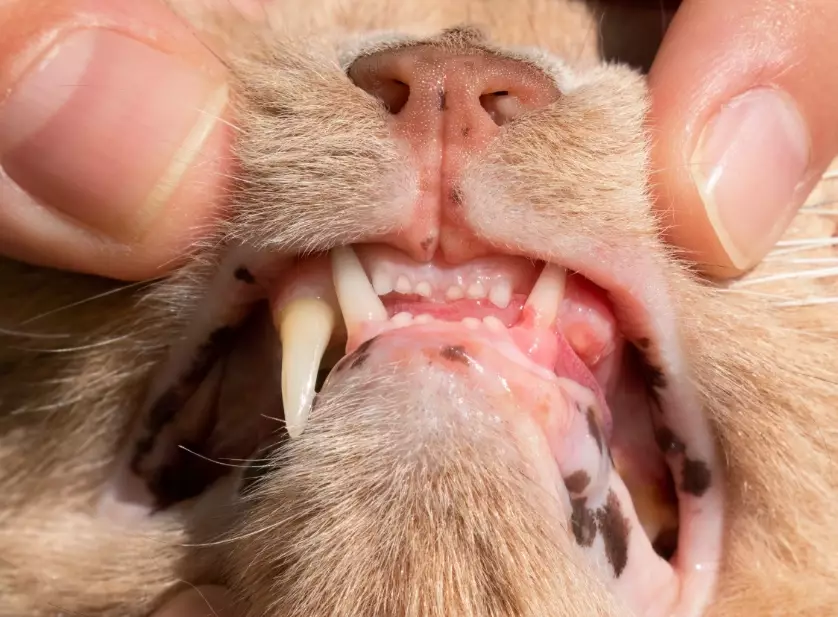 Cat teeth problems symptoms