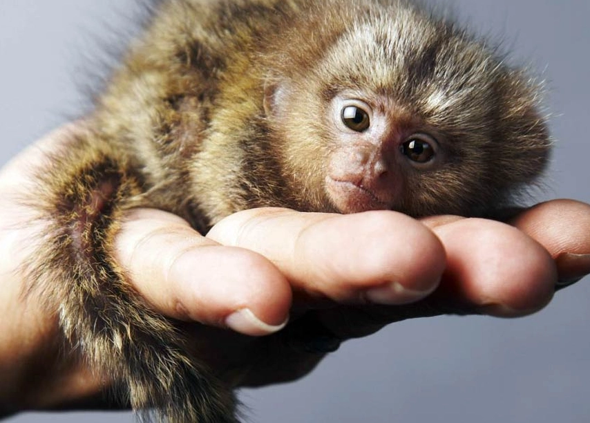 best small pet rodents best small pet rodents