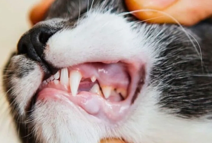 cat dental disease symptoms cat dental disease symptoms