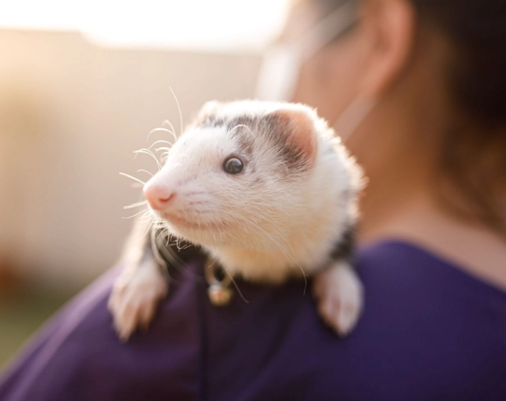 What small mammals can you have as pets?